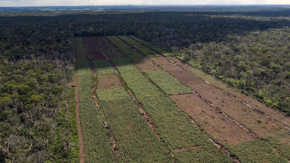 patches of farmland surrounded by forest
