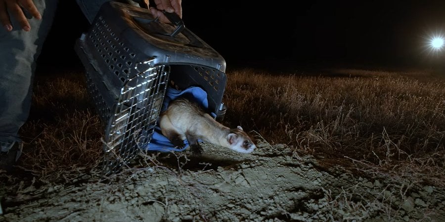 a black-footed ferret is released from a crate into its burrow