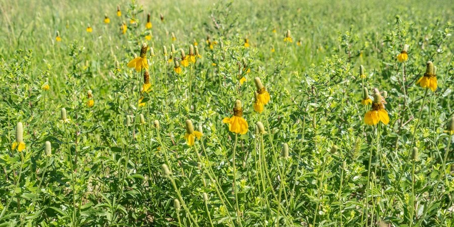 A field of green grass with yellow flowers in the foreground.