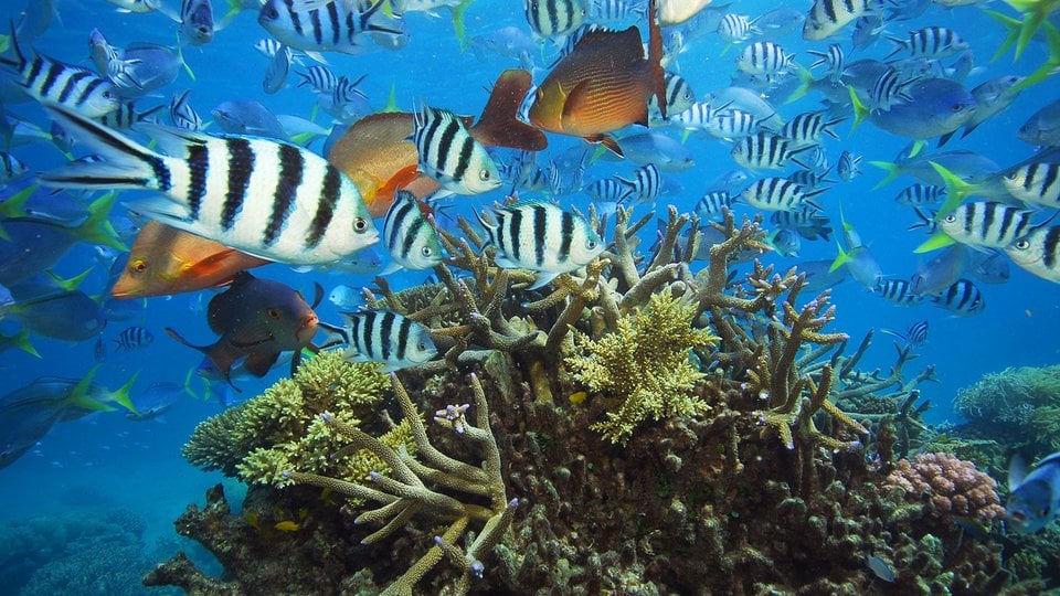 variety of fish swimming around coral