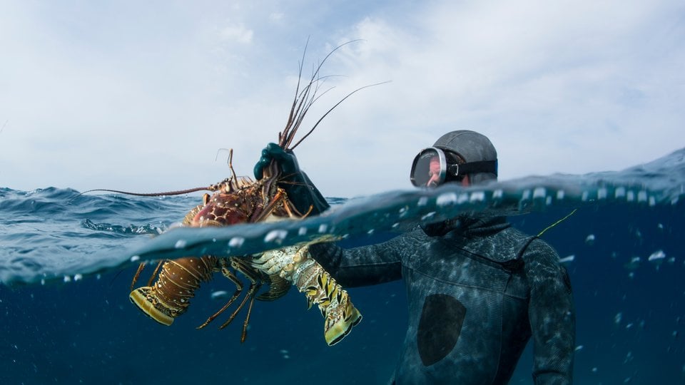 fisherman catching lobster_Mac Stone