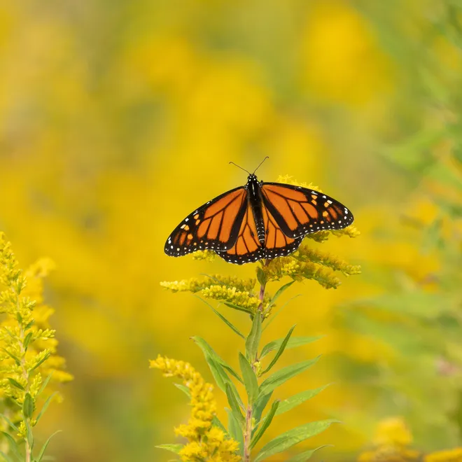 a monarch butterfly on flowering goldenrod plant
