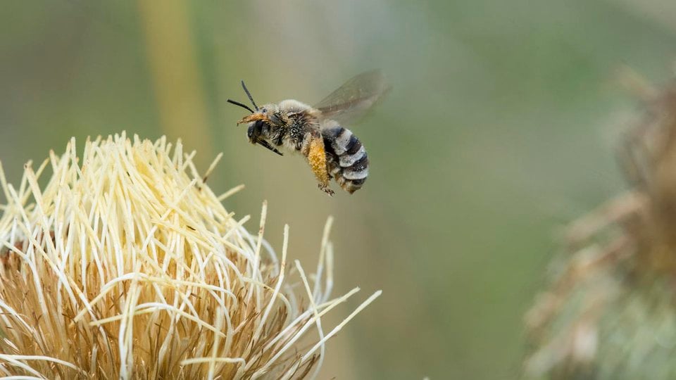 Wide shot of a flying bee preparing to land on a tan plant