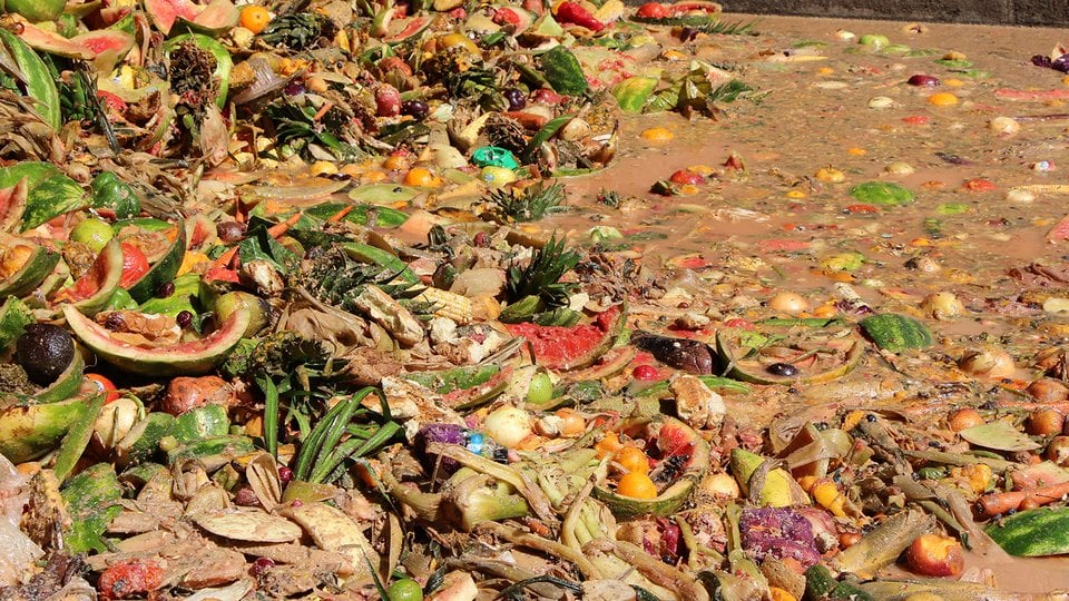 hundreds of pounds of food waste and scraps