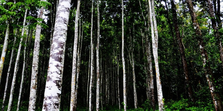 A healthy woodland with lush understory in Yunnan province.
