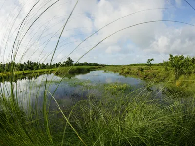 A round, almost fish-eye view of a lush green marsh