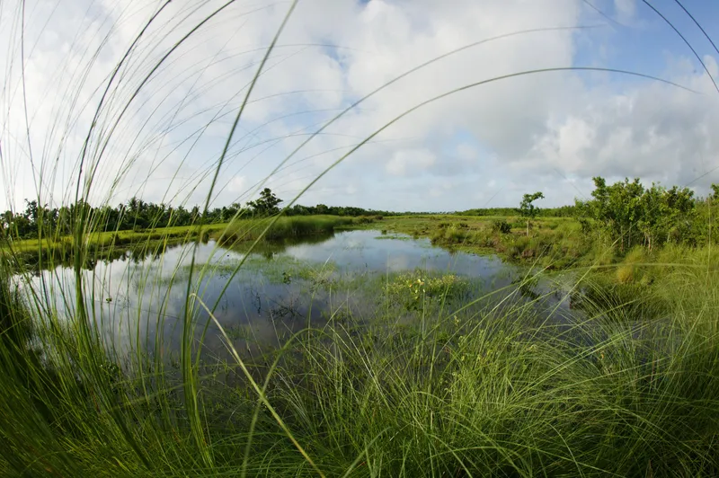 A round, almost fish-eye view of a lush green marsh