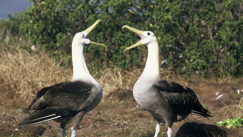 Two large birds with gray and white feathers and open yellow beaks interacting in front of green and beige brush.