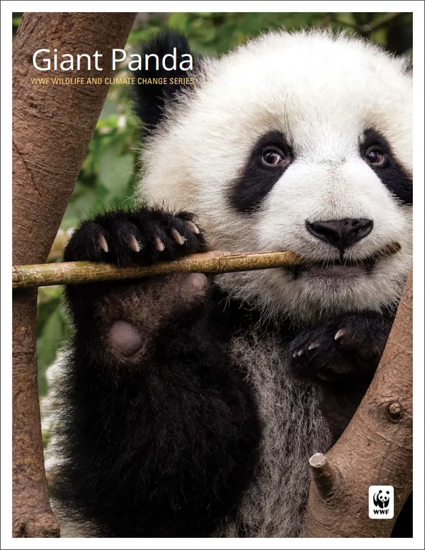 A report cover featuring a close up of a giant panda in a tree eating bamboo