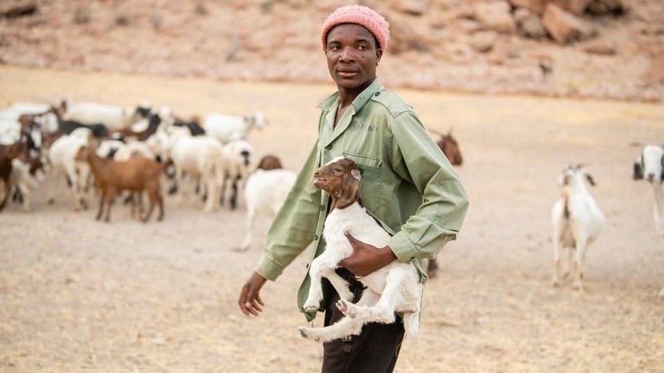 Herder Tjimbari Kamendu gathers his goats to get inside their lion-proof kraal