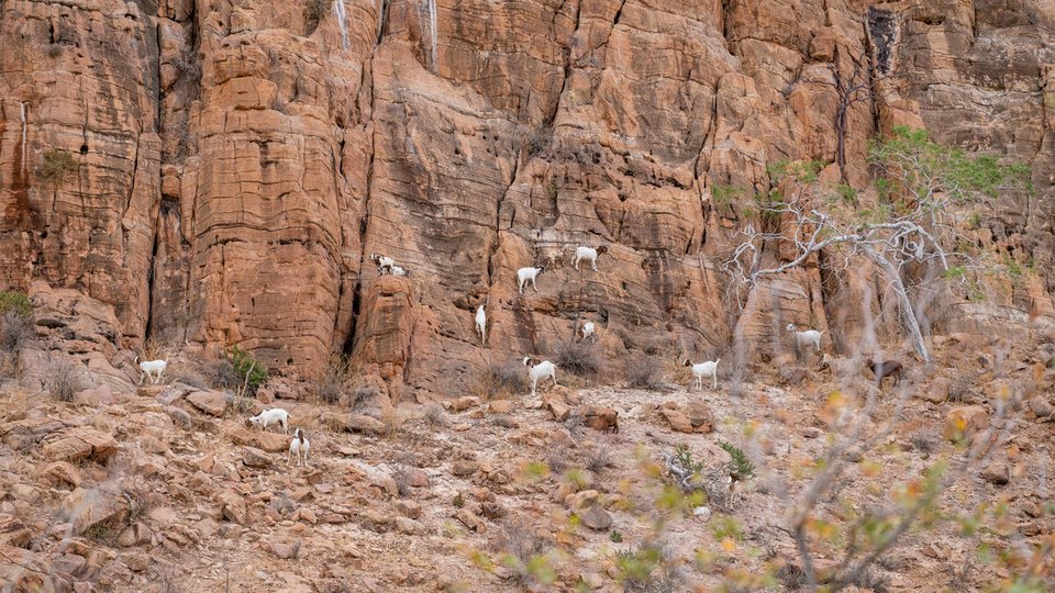 A herd of goats stands scattered across a cliffside in the Anabeb Conservancy, Namibia