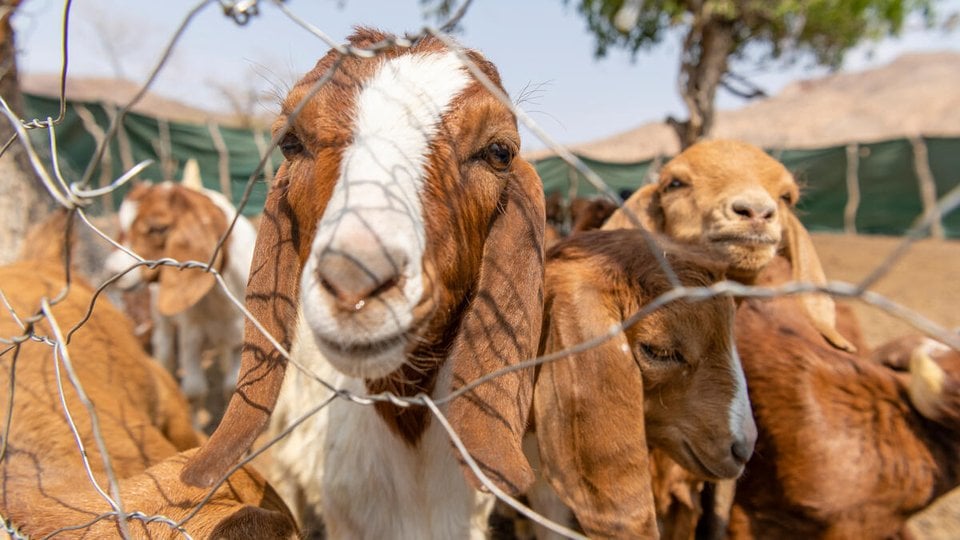 goat stares at camera amid its herd inside its kraal