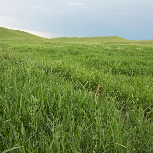 Healthy grasslands in Lowry, South Dakota
