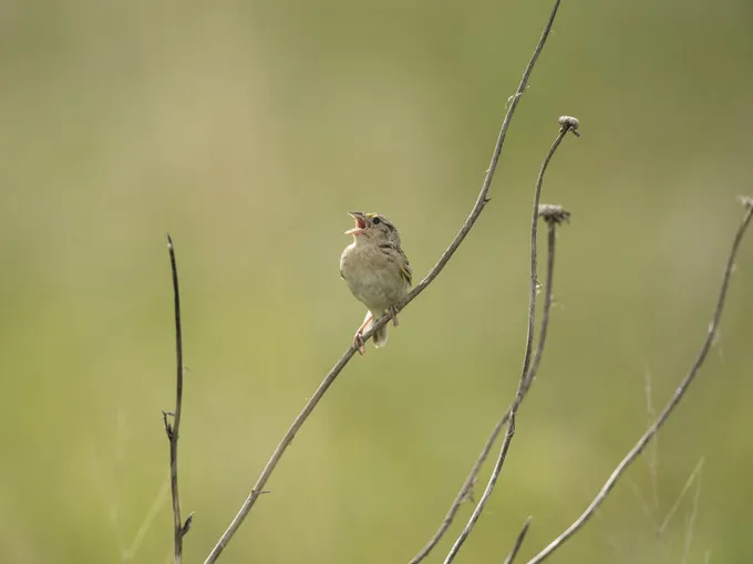 A small brown sparrow is perched on a dry branch and has its mouth open