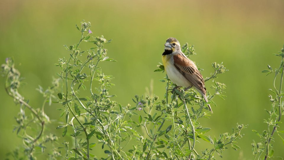 A small brown, white and yellow bird sits on tall green grass