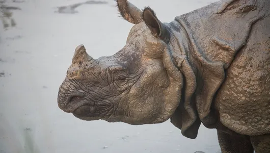 A greater one-horned rhino (Rhinoceros unicornis) swimming in the buffer zone community forest area of Amaltari Ghat and Chitwan National Forest of Nepal.