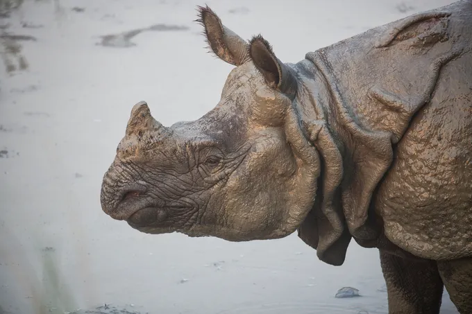 A greater one-horned rhino (Rhinoceros unicornis) swimming in the buffer zone community forest area of Amaltari Ghat and Chitwan National Forest of Nepal.