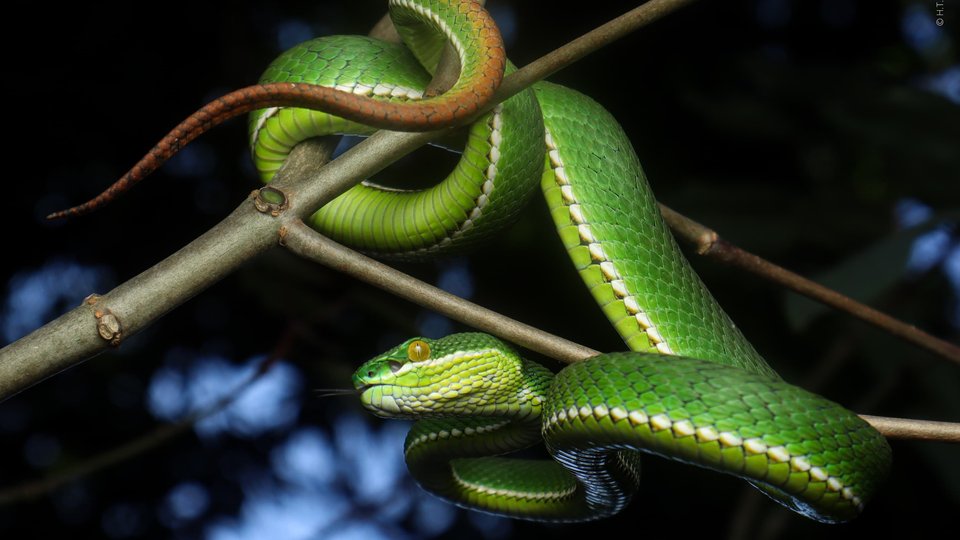 a vibrant green pit viper snake hangs from a tree branch. It smells the air with its tongue out. It has yellow eyes.