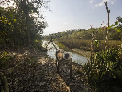 A curious grey Langur is getting close to a camera trap in Bardia National Park, Nepal.