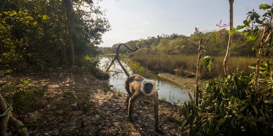 A curious grey Langur is getting close to a camera trap in Bardia National Park, Nepal.
