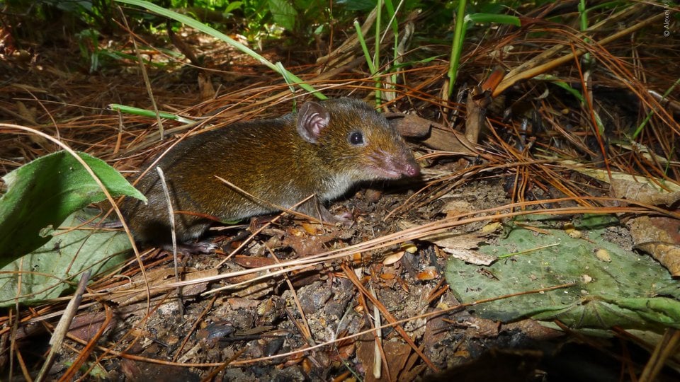 Small vampire hedgehog scurries through leaves and pine needles. It looks like a small rodent.