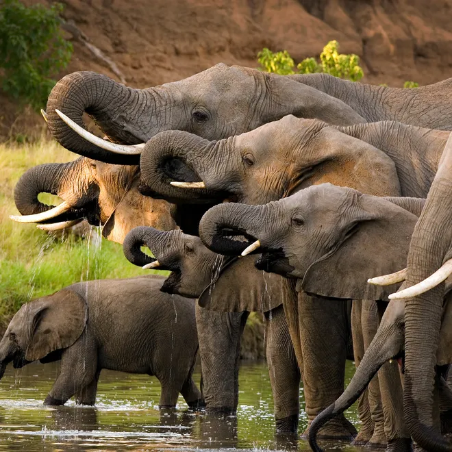 Herd of elephants drinking at a waterhole.