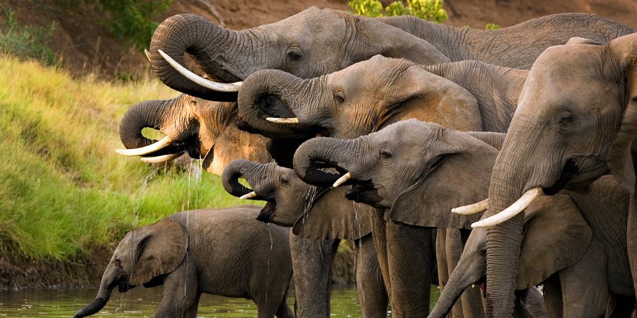 Herd of elephants drinking at a waterhole.