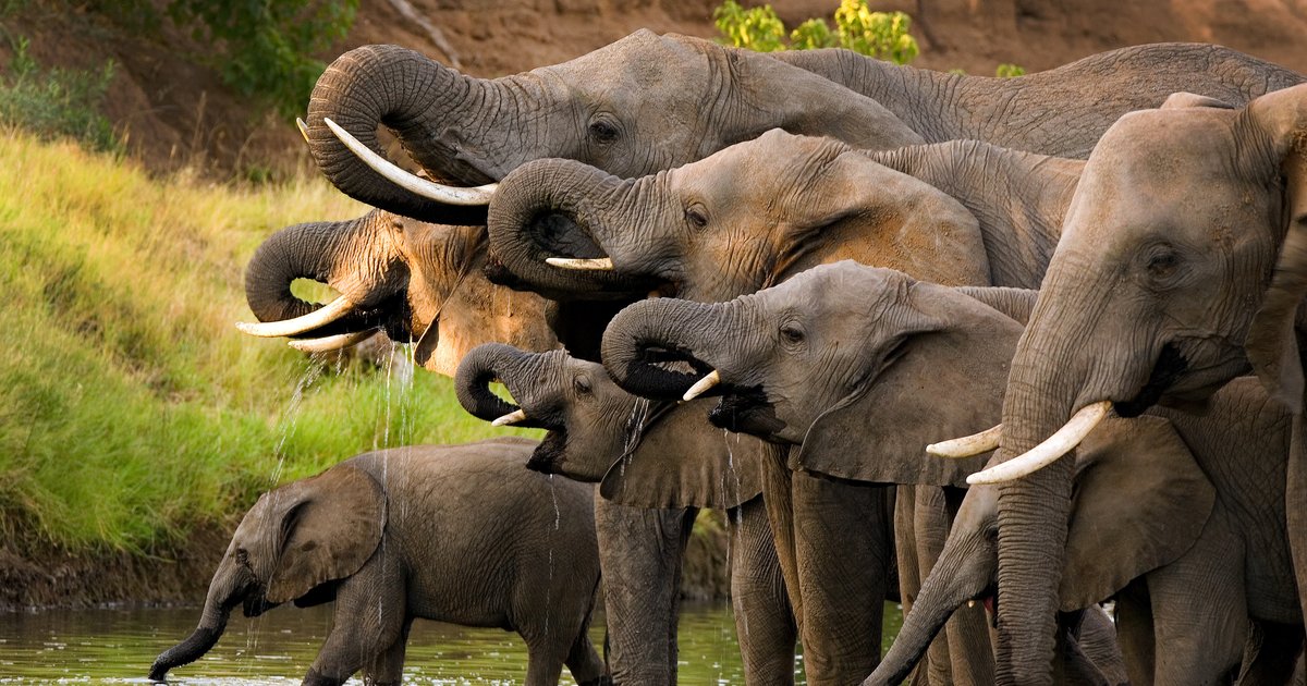 Zero Poaching Zero Poaching in Selous | WWF