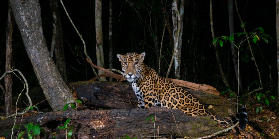jaguar in Mexican forest as captured by camera trap