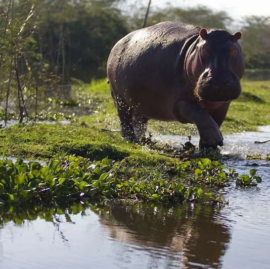 A gray hippopotamus wading in a green marshland