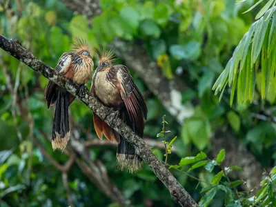 A pair of hotazins perch on a tree branch inside the Tambopata Reserve in the Amazon rainforest