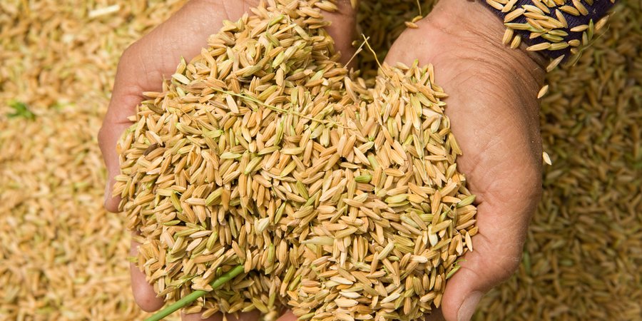 A person displays a handful of newly-threshed rice.