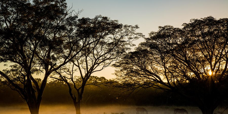 A foggy landscape with trees and horses