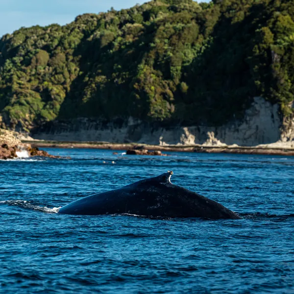 A humpback whale feeds in the waters near Guafo Island, Chile