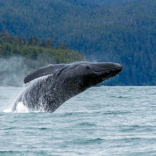 whale breaches water near Juneau, Alaska