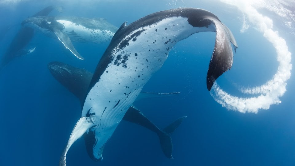 Six male humpback whales compete underwater for the attention of a female whale with calf