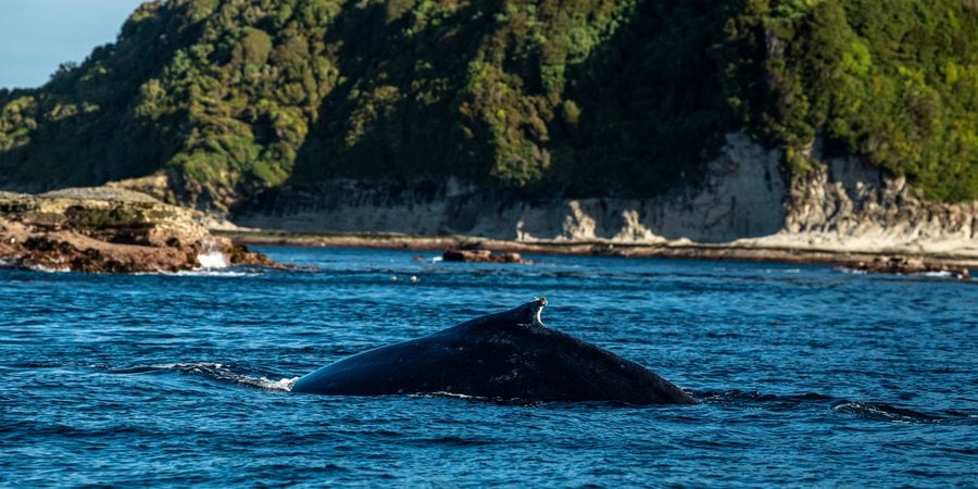 A humpback whale feeds in the waters near Guafo Island, Chile