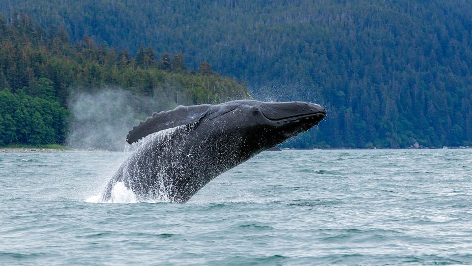 whale breaches water near Juneau, Alaska