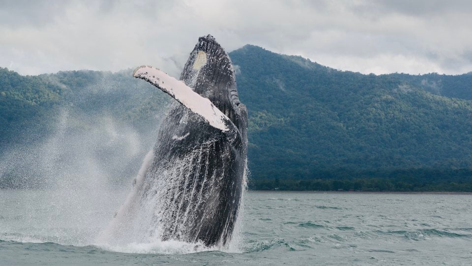 a mother whale breaches in the Tribuga Gulf, Colombia