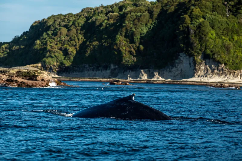 A humpback whale feeds in the waters near Guafo Island, Chile