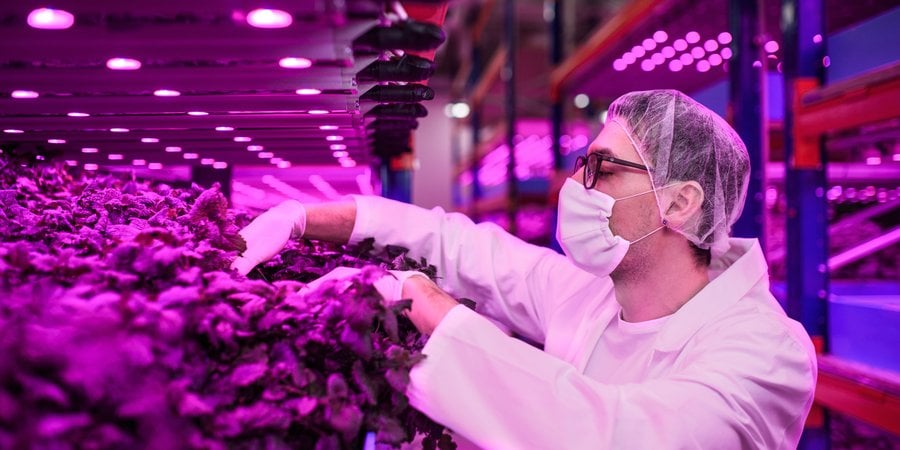 A worker checks on lettuce in an indoor farm