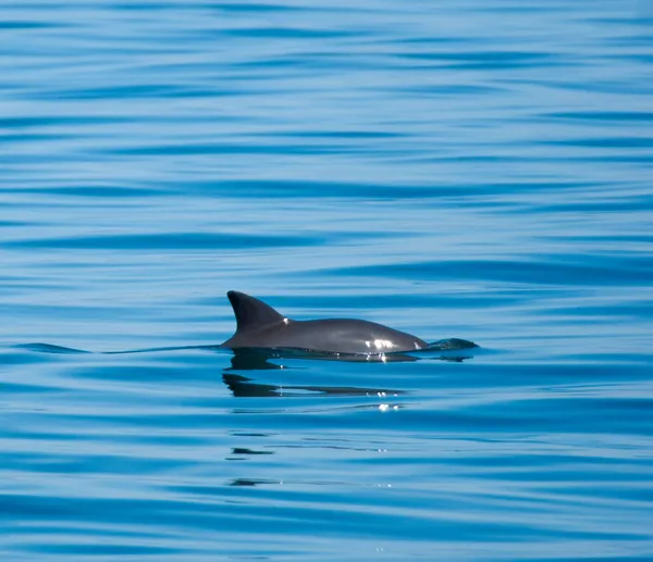 A dorsal fin of a dolphin cuts through the surface of very smooth, blue water