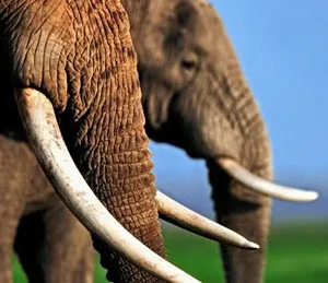 A close up of two elephants in profile prominently showing their long, white tusks