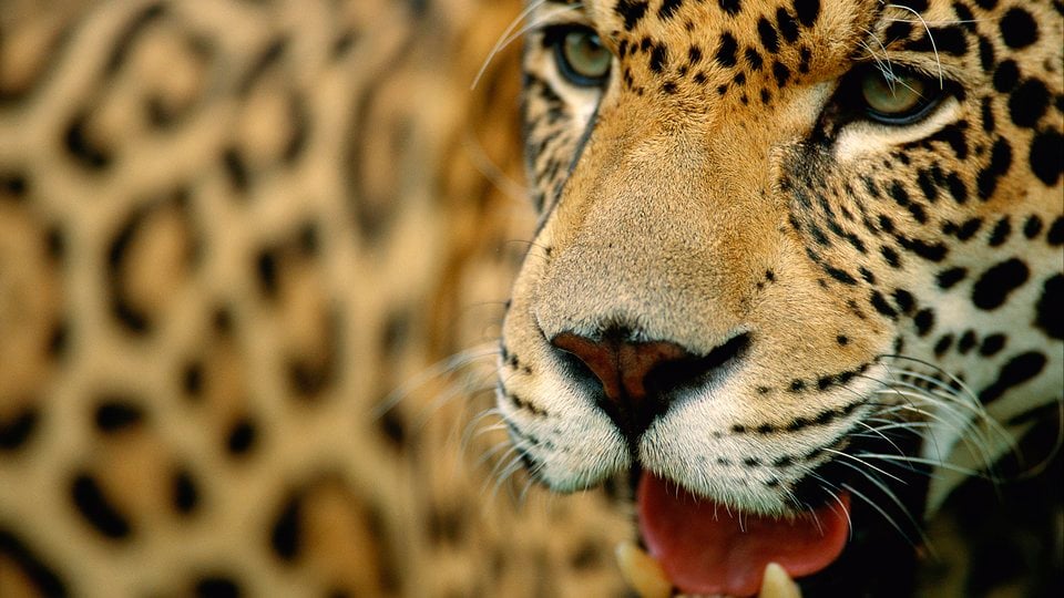 A closeup photo showing a spotted jagaur's face - with its mouth opoen and tongue and teeth showing --and most of its torso.