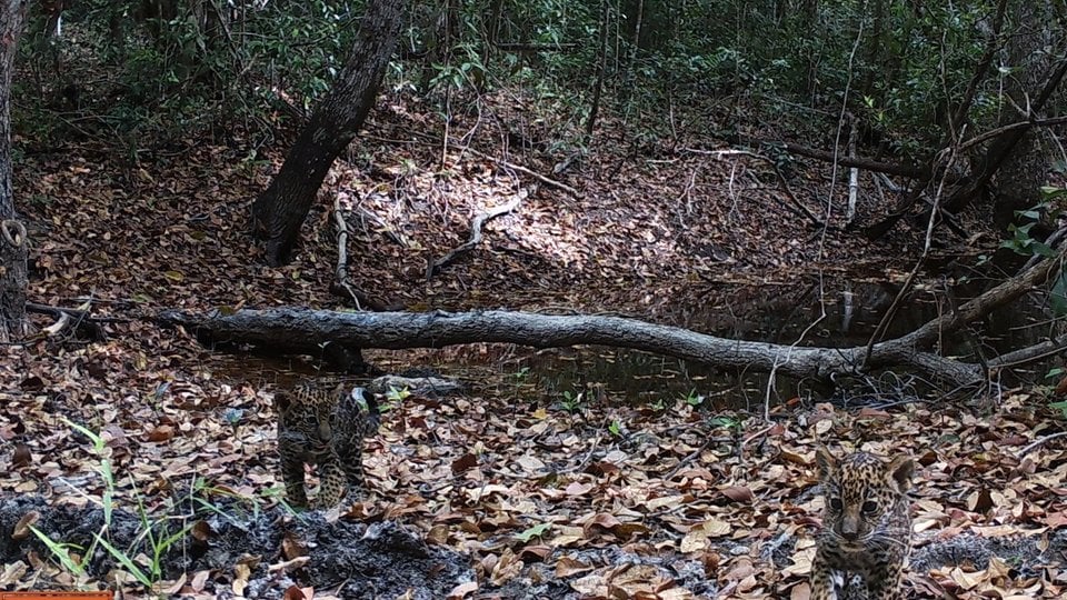 two jaguar cubs are captured on a camera trap in the forests of Mexico