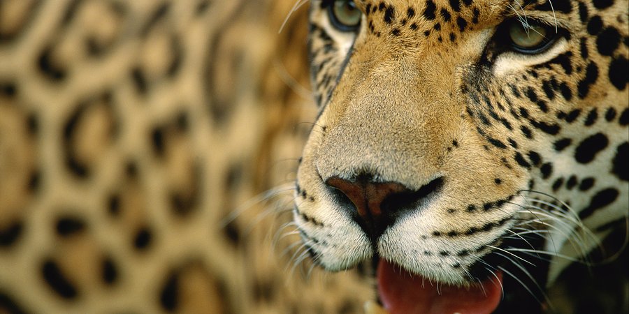 A closeup photo showing a spotted jagaur's face - with its mouth opoen and tongue and teeth showing --and most of its torso.