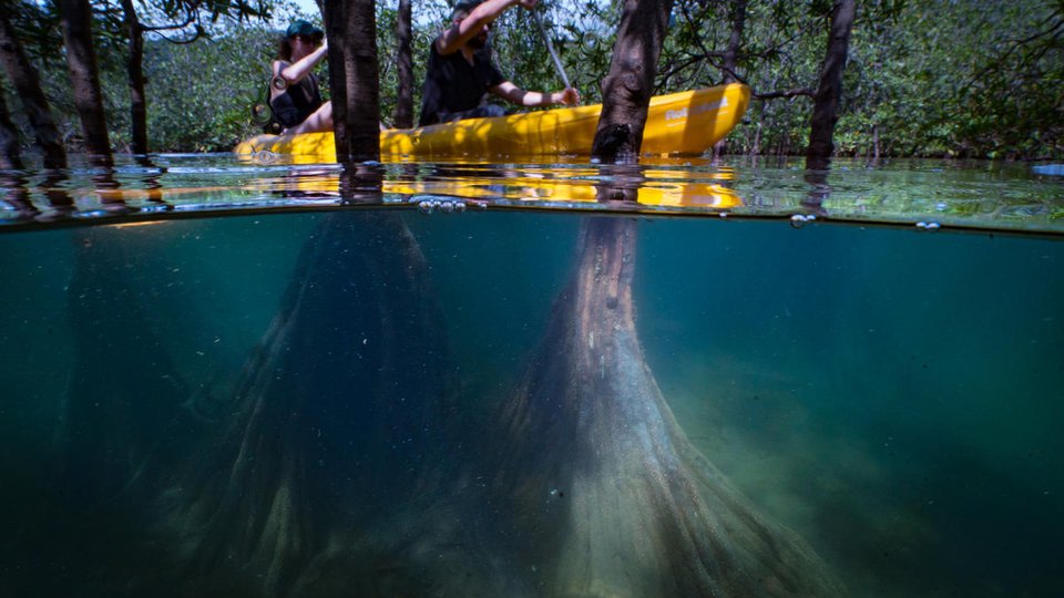 Split under/above water view of two people in a kayak moving through a mangrove forest