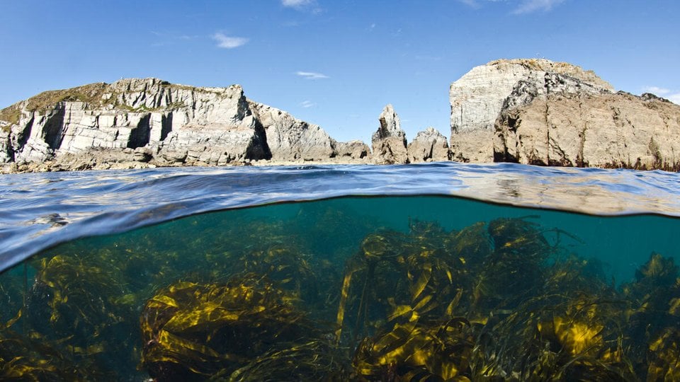 split level view of kelp under water and mountains above water