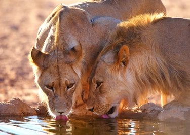 two lions drinking from water hole