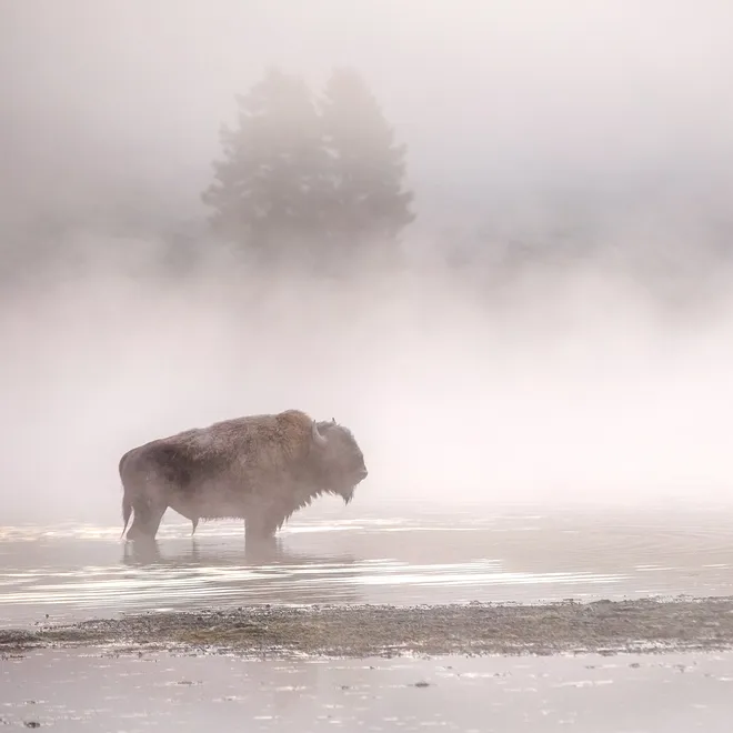 A dreamy, foggy landscape with a bison in the distance standing in shallow water